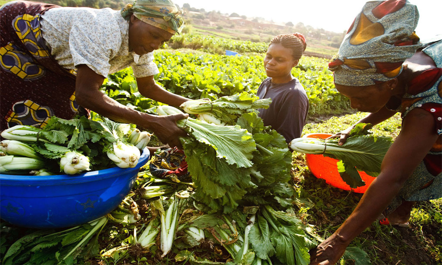 Read more about the article Africa’s Agriculture Sector Getting Alot of Attention